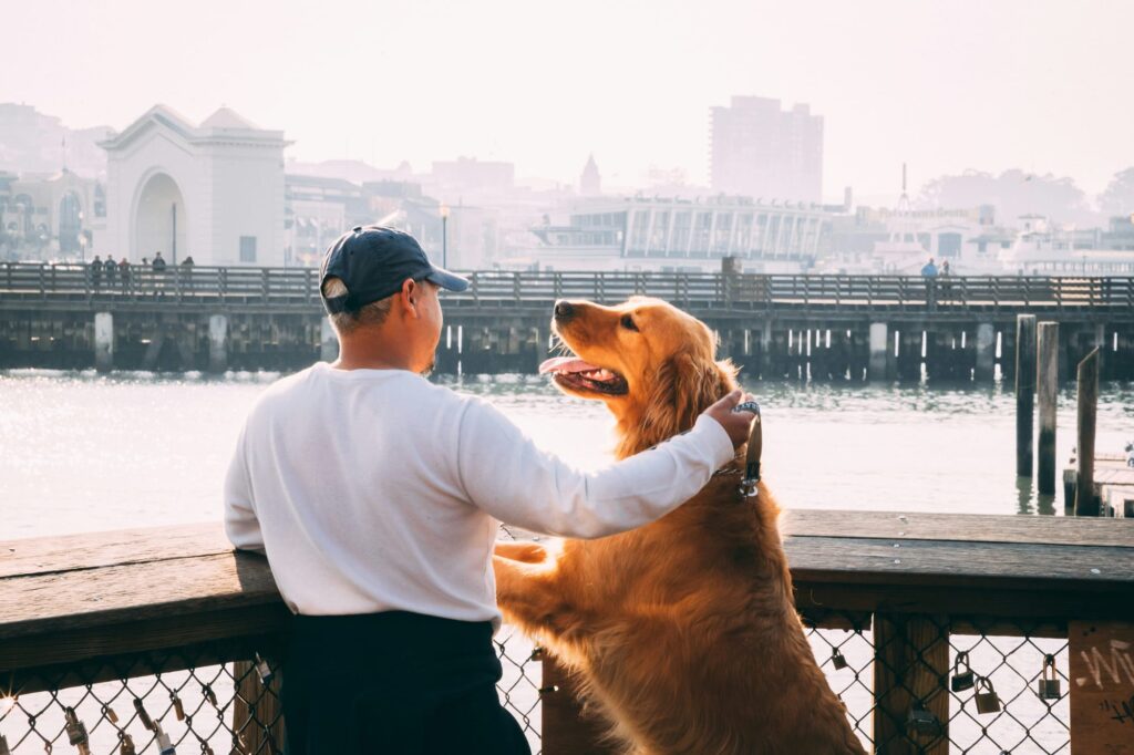 Les accessoires indispensables pour une balade en ville avec votre chien